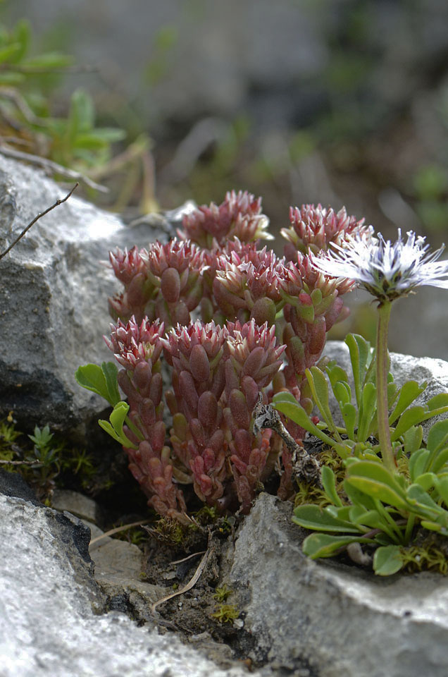 Sedum atratum / Borracina verde scura
